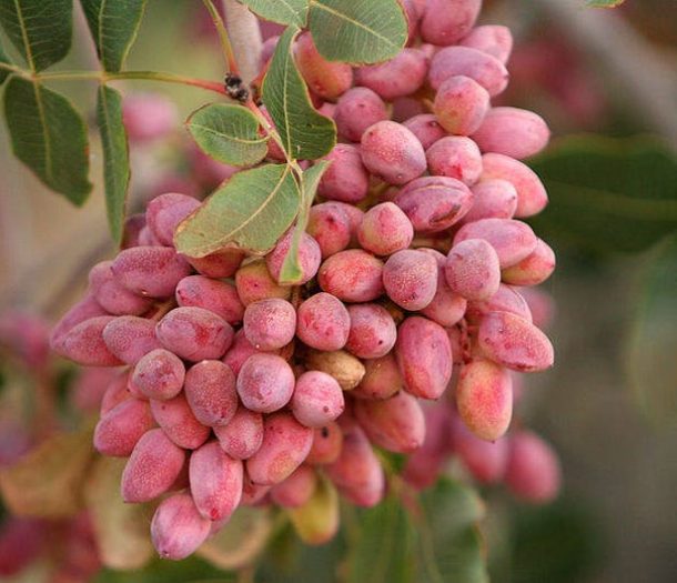 تغذیه درختان پسته